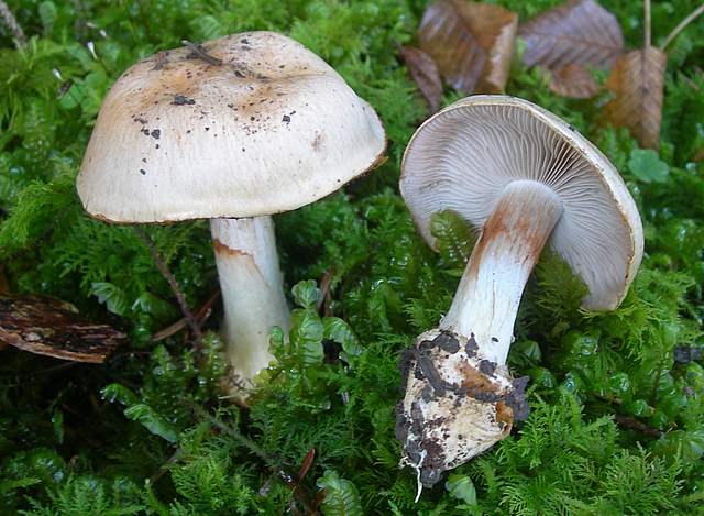 Prima  dell�era  glaciale